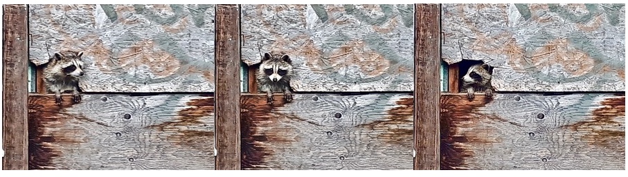 Three Toronto Racoons emerging from a hole in a garage in an alley