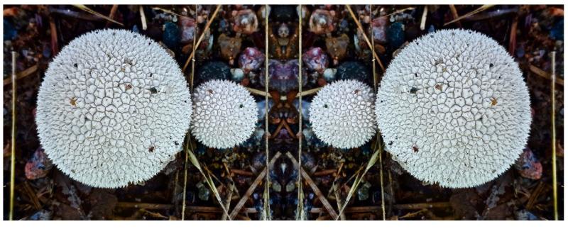 white circular lichens in a mirror image